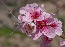 The flower buds are sometimes damaged in cold winters. Pink Blossom Of Pear Pear Tree In Blossom Flowers Of Pear Tree 217342 Meashots