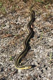 It is not common in the wild, but can certainly happen in captivity if you overfeed them. Garter Snakes In Your Garden The Charlotte News