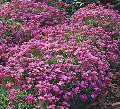 Image result for Arabis