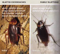 What are the differences between a palmetto bug vs. All About Roaches Cockroach Facts Types Of Roaches Top Roach Questions Domyown Com