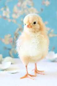 Spring Baby Chick Photos We Got A New Batch Of Chicks Dans Le Lakehouse