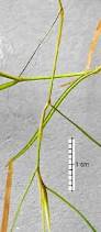Image result for Potamogeton pusillus