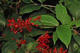 Image result for Odontonema cuspidatum