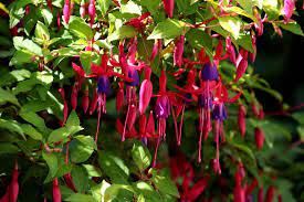 Maybe you would like to learn more about one of these? 9 Plantes Qui Fleurissent A L Ombre Jardiner Malin