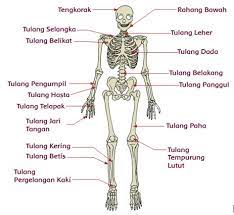 Alat Gerak Dan Fungsinya Pada Hewan Dan Manusia Serta Cara Memelihara Kesehatan Alat Gerak Manusia Sd Kelas 5 Rangkuman Free Audiobuku Pendidikan