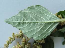 Image result for Amaranthus deflexus