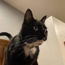 Sinko and his wife, bought north county animal hospital in jupiter. North County Animal Hospital 11 Reviews Veterinarians 109 S 65th Ave Ridgefield Wa Phone Number