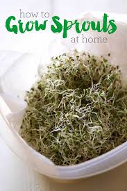 Does sprouts carry fresh flowers. How To Grow Sprouts At Home Pass The Plants