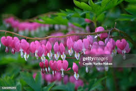 Image result for Dicentra spectabilis alba
