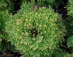 Image result for Selaginella nivea