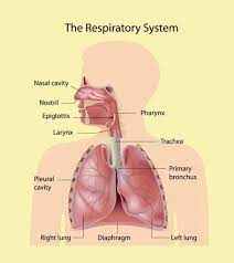 Picture of the respiratory system with all the parts labeled. 30 Facts And Information About Respiratory System For Kids