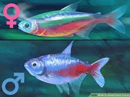 How To Breed Neon Tetras Tetra Fish Fish Breeding Neon Tetra Fish