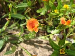 Image result for Zornia