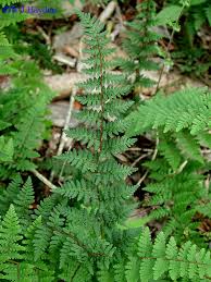 Image result for Cheilanthes inaequalis