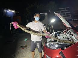 Check spelling or type a new query. Wanita Tergamam Tengok Darah Menitis Dari Bahagian Enjin Rupa Rupanya Ada Makhluk Tumpang Dalam Bilik Boleh Terhidu Bau Bangkai Viral Mstar