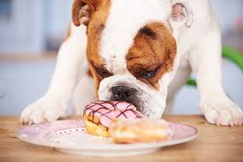 Additionally, learning about food names in english helps the little ones broaden their vocabulary as they familiarise with the processes to cook. Complete List Of 526 Food Names For Dogs