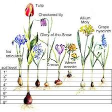 step by step spring bulb planting guide planting bulbs