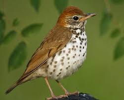 Wood Thrush Audubon Guides Bird Beautiful Birds Bird Species
