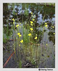 Image result for Utricularia gibba