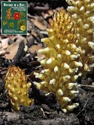 Image result for Orobanchaceae