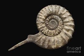 Image result for Pycreus mortonii