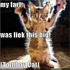 Image result for funny kittens