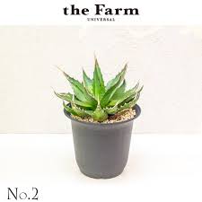 アガベ モンタナの通信販売 ネットショップ 観葉植物 多肉植物 塊根植物の通販 ネットショップの The Farm Universal Online Store