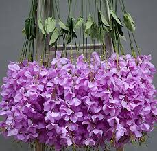 Each and every one of our exquisite silk flower arrangements is inspired by nature, then crafted by hand just for you. Hlingo 50 Pcs Artificial Flowers Bulk Fake Silk Wisterial Vine For Home And Weding Decorations Purple Buy Online In Angola At Angola Desertcart Com Productid 92926818