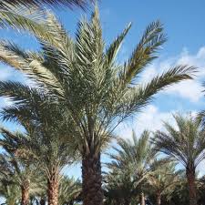 Time in tx and dst changes in 2021. 13 Classic Palm Trees Hgtv