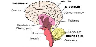 Well, what do you know? A Brain Parts And Functions Quiz Proprofs Quiz
