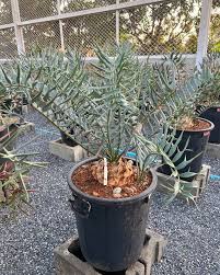 Image result for Encephalartos
