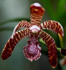 Orchid Arachnanthe Clarkei Found In Eastern Himalayas Sikkim And Assam India Nepal Bhutan Myanmar Thailand And S Orchids Beautiful Orchids Bromeliads