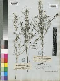 Image result for Rhamphicarpa brevipedicellata