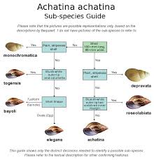 achatina achatina species