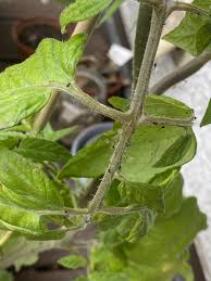 Image result for BLACKFLY ON TOMATO PLANTS