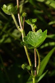 Image result for Hydrocotyle mannii