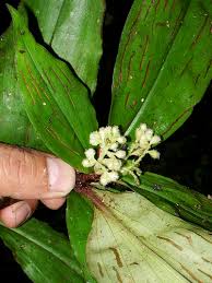 Image result for Floscopa africana