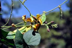 Image result for Rhynchosia