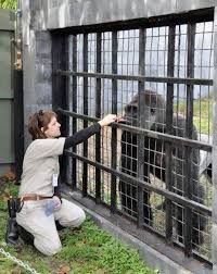 Zookeeper Explains What Harambe Was Doing With The Kid Bored Panda