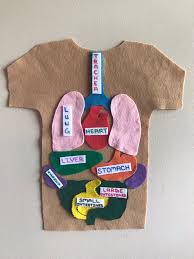 Body Anatomy Felt Puzzle Etsy Human Body Activities Human Body Projects Body Anatomy