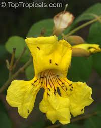 Image result for Markhamia obtusifolia