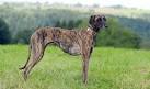 Sloughi (Arabian Greyhound) Info, Temperament, Puppies ...