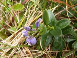 Image result for Polygala gazensis