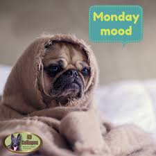 Keep Calm It S Just Monday Monday Dog Mondaymotivation Pugs Puppy Lovedogs K9collagen Dog Supplements Pet Supplements Dogs