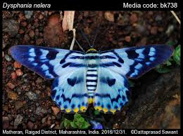 Image result for Dysphania