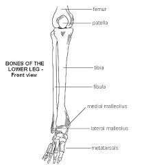 The lower leg is a major anatomical part of the skeletal system. Pin On Custom Made Orthotics