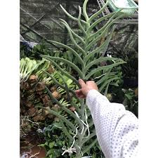 Vanda nắng sừng trâu