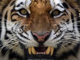 Shop tigerdirect business for the best prices on computers, computer parts, electronics & more! Polly Clark Tiger Wenn Man Einen Tiger Bloss Sieht Literatur