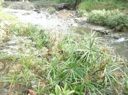 Image result for Crepidorhopalon tenuis