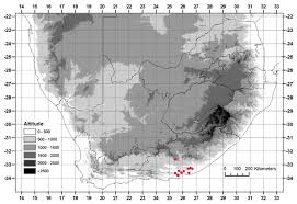 Image result for Crepidorhopalon namuliensis